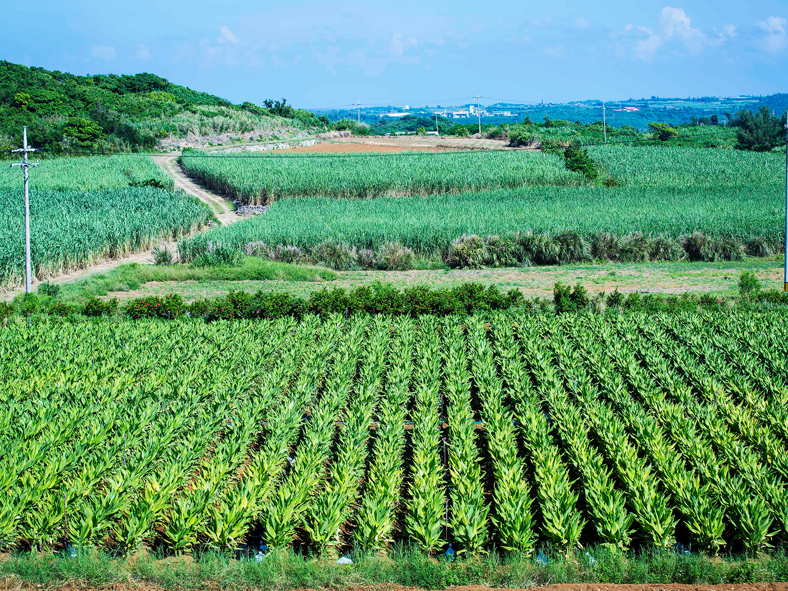 Umeken Okinawa Farm: Why Quality Health Supplements Start at the Source